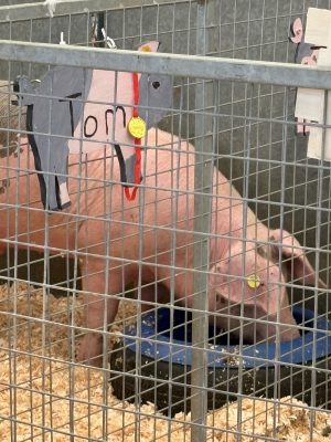 KENT SHOW AT DETLING DAY ONE. TICKETS ON SALE AT THE GATE FOR SATURDAY 4th & SUNDAY 5th